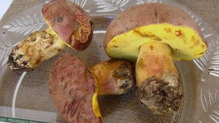 Empoli: 10° Mostra di Micologia