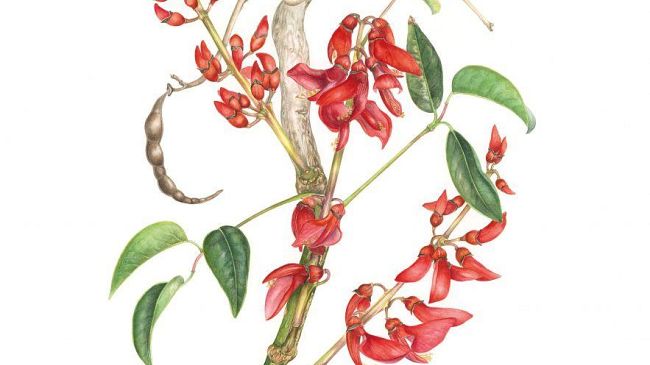 Arte botanica nel terzo millennio