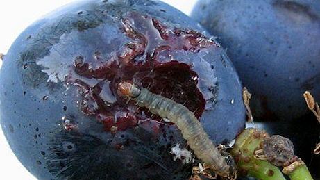 L’Università di Pisa in aiuto ai vigneti della Napa Valley