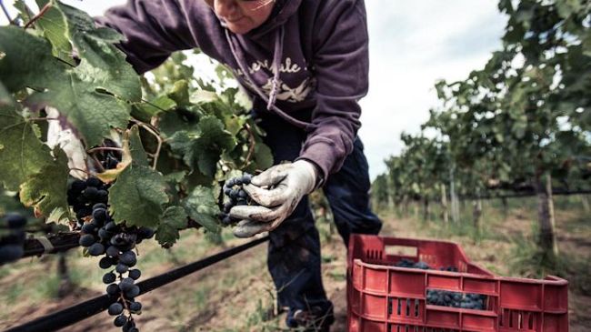 Vendemmia: Grappoli sani e maturi promettono bene