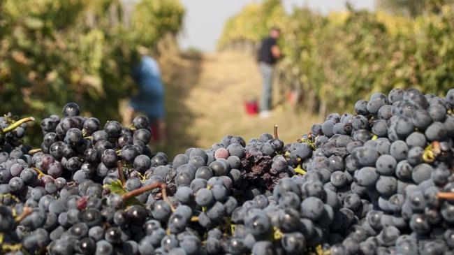 Disoccupazione agricola: domande entro il 31 marzo