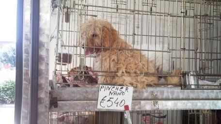 Fase 2: Confartigianato chiede di riaprire le tolettature