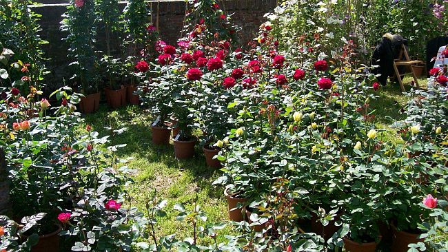 firenze-taglio-del-cosap-per-i-chioschi-di-fiori