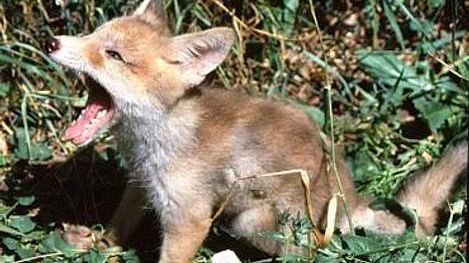 Firenze: soccorre volpe e mentre la porta dal veterinario viene morsa