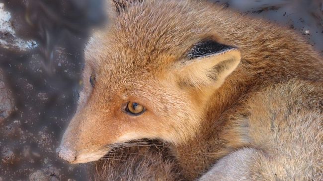 Con gli animali nel Parco delle foreste casentinesi