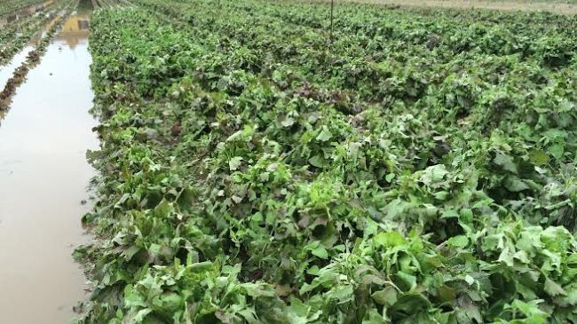 imprese-agricole-prestiti-in-liquidita-fino-a-200mila-euro