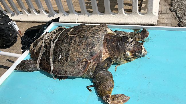 Viareggio: il rinvenimento della carcassa di un esemplare di caretta caretta