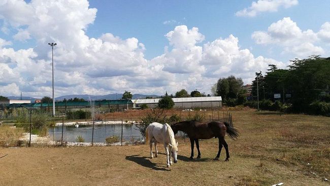 Cooperativa, ecco il segreto: filiera corta e cultura della terra