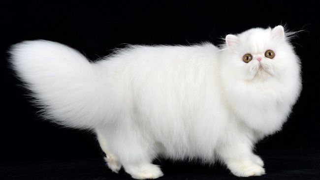 Expo Internazionale Felina di Pisa