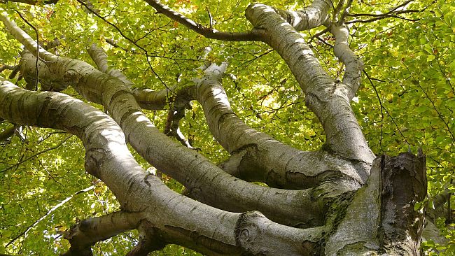 Il legame segreto tra noi e le foreste