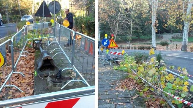 Alberi abbattuti da un'auto pirata: sono 8 in pochi giorni