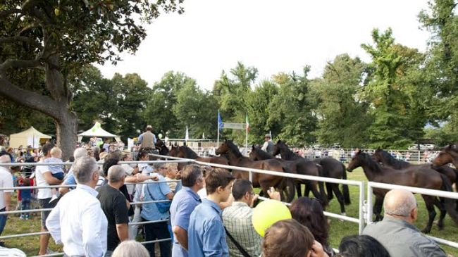 Expo Rurale, battuto ogni record alle Cascine