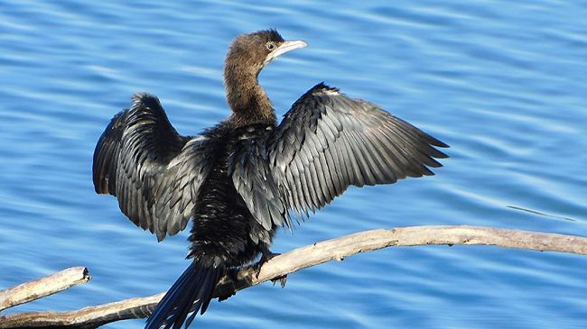 padule-di-fucecchio-censimento-degli-uccelli-acquatici-svernanti