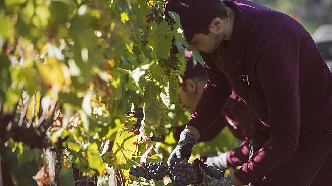 Ambrogio e Giovanni Folonari: vendemmia di altissima qualità