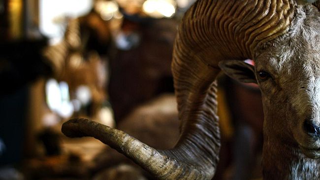 Pisa: la nuova Galleria dei mammiferi del Museo di Storia Naturale dell’Università