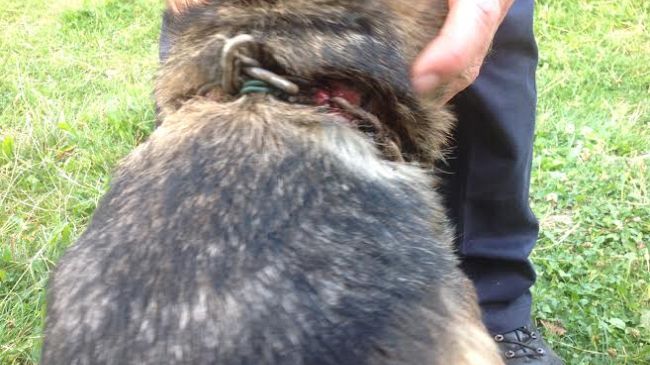 Accolti in rifugi comunali i cani della struttura abusiva di Molazzana