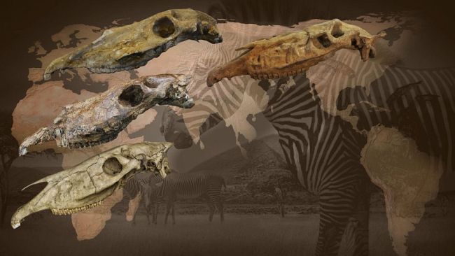 Cavalli e affini, una nuova teoria sulle origini