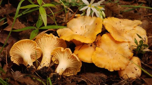 Vietato spostarsi per cercare funghi: scattano le multe