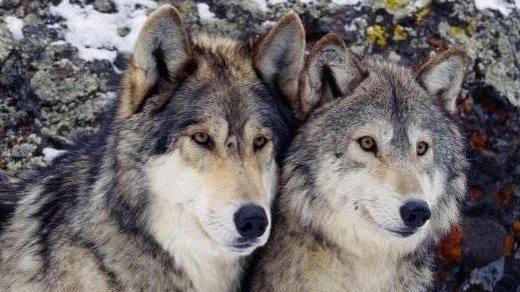 Lupo declassato ma non si può ancora sparare