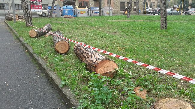 Ippocastani: ieri l'assemblea sugli abbattimenti in Viale Corsica al Q5