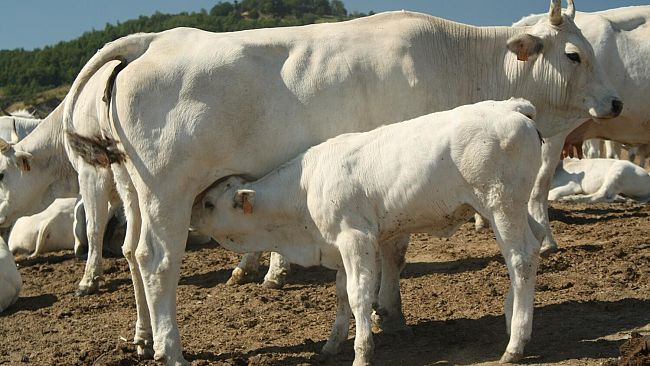 Torna la Fiera Agricola Mugellana di Borgo San Lorenzo