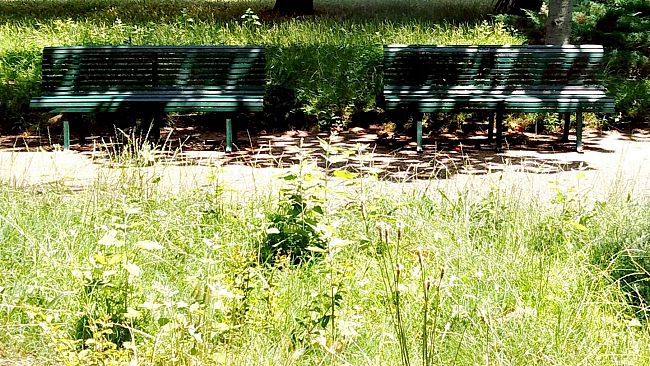 Erba al parco del Galluzzo: sabato sarà tagliata vicino ai giochi 