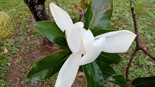 Due magnolie per ricordare Lorenzo Guarnieri e Lorenzo Lunghi