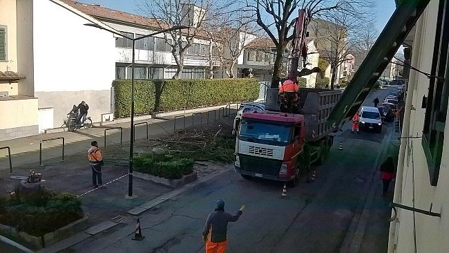 Verde pubblico a Firenze: segnalazione di una lettrice su abbattimenti e ripiantumazioni