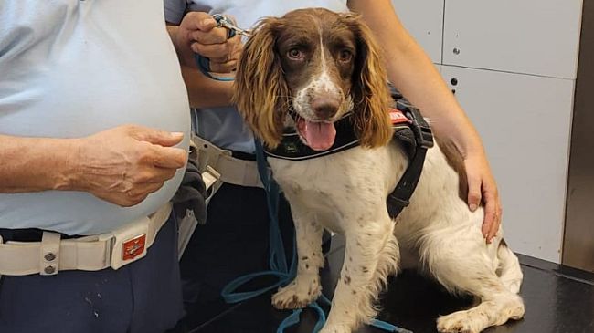 Viola, Nello e Sirio: i cani antidroga dei vigili di Firenze