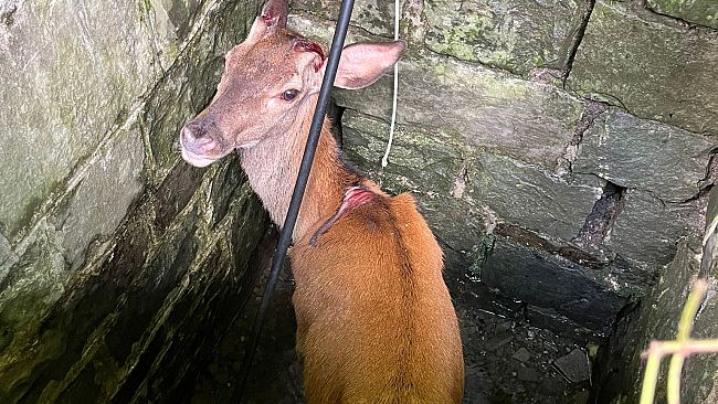 Cerva cade nel pozzo, salvataggio a Sambuca Pistoiese