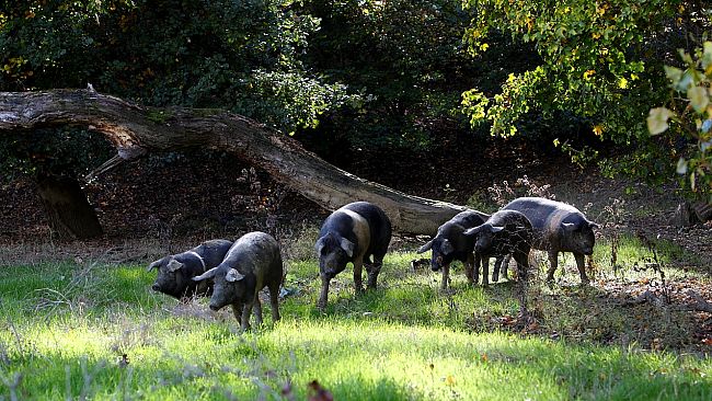 ​Peste suina: alla Toscana il primato di 638 casi