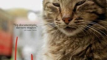 Kedi, la città dei gatti