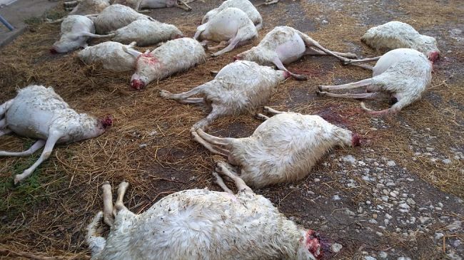 Predatori, lettera aperta della Regione Toscana agli allevatori