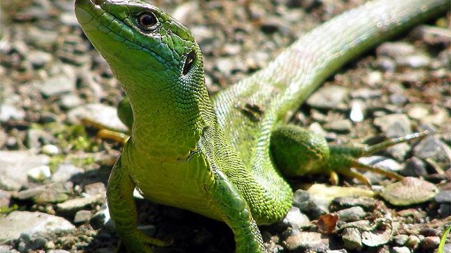 Canti, colori, veleni e squame: vita segreta di Anfibi e Rettili