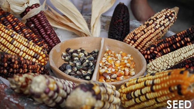 Cinema: Vandana Shiva ospite all'Odeon