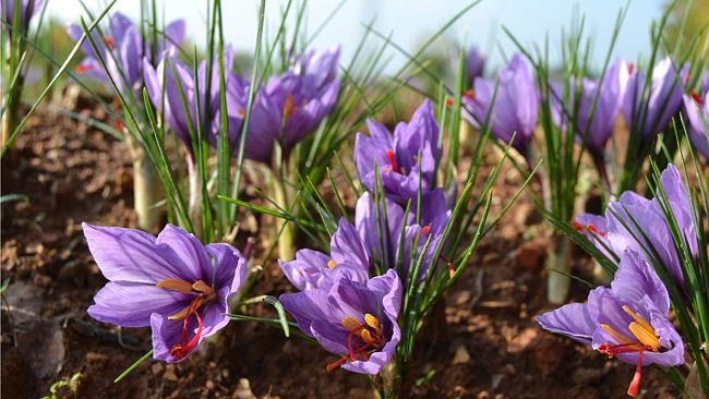 Zafferano a Vicchio, bando pubblico per gli agricoltori