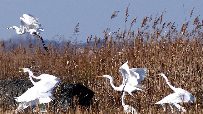 Escursione sul Lago di Massaciuccoli e alla foce del Serchio