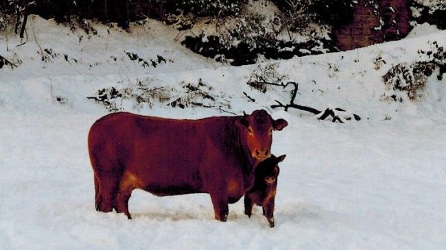 Allevamenti toscani: servono politiche a sostegno