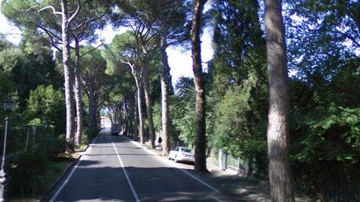 Salvi i pini di viale Torricelli