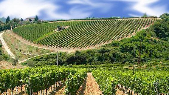 ristrutturazione-e-riconversione-vigneti-ok-al-piano-di-sostegno