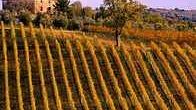a809031434-vendemmia-un-calo-tra-il-10-e-20-di-produzione-nei-vigneti-lucchesi
