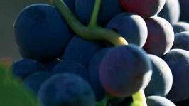 toscana-piu-longeva-e-in-buona-salute