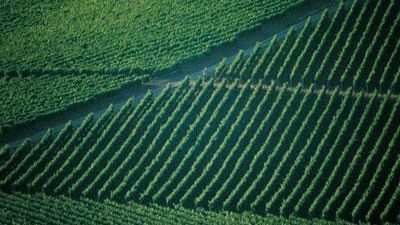 Mostra del Chianti: la 56° edizione dal 25 maggio al 2 giugno