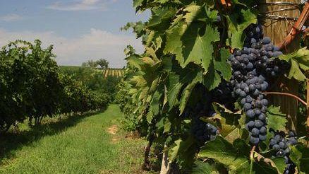Borgo Divino 2021