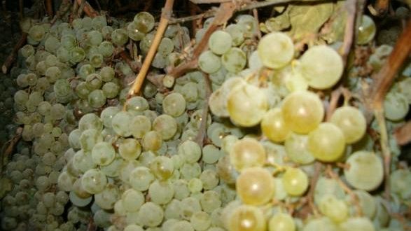 Vin Santo: un'eccellenza del Chianti Colli Fiorentini