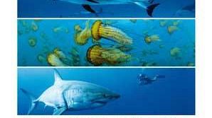 La Vita negli Oceani nel The Space Cinema di Firenze