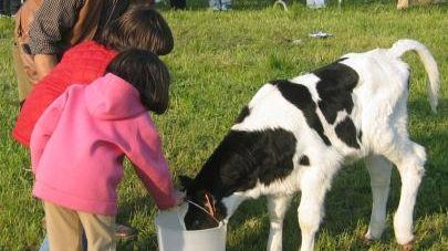 Fattoria in città: festa con gli animali dell'aia alla Coop. Agr. Legnaia