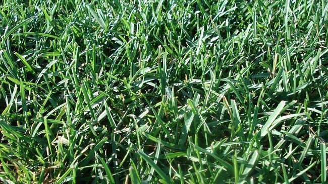 Glifosate, Confagricoltura Toscana: “Basta pregiudizi, si può usare”