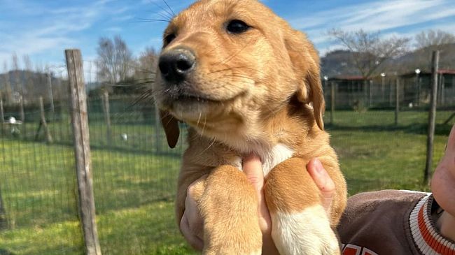 Borgo San Lorenzo: sei cani salvati ora cercano casa