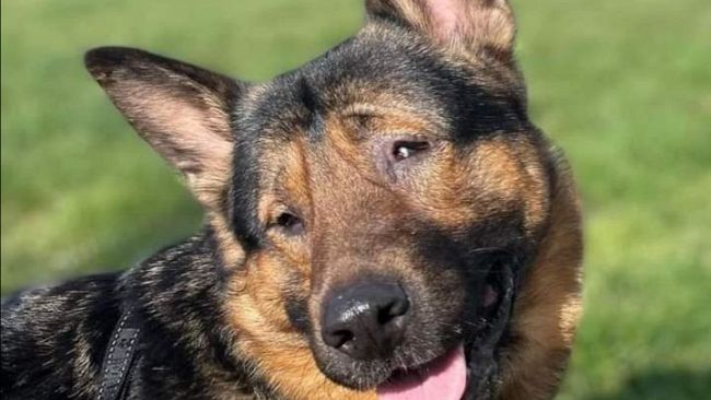 Marley, il cane cieco che aiuta a trovare le persone scomparse